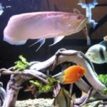 Profile picture of Koika Probiotic For Fish