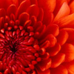 Profile picture of dfgfg