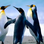 Profile picture of Joao