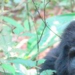 Profile picture of Ronald