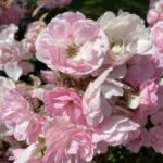 Profile picture of Lauren