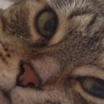 Profile picture of Marcelle Monument