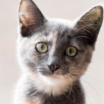 Profile picture of bruttani