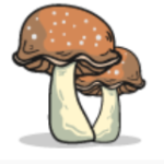 Profile picture of Buy Cheap Shrooms Online Dispensary